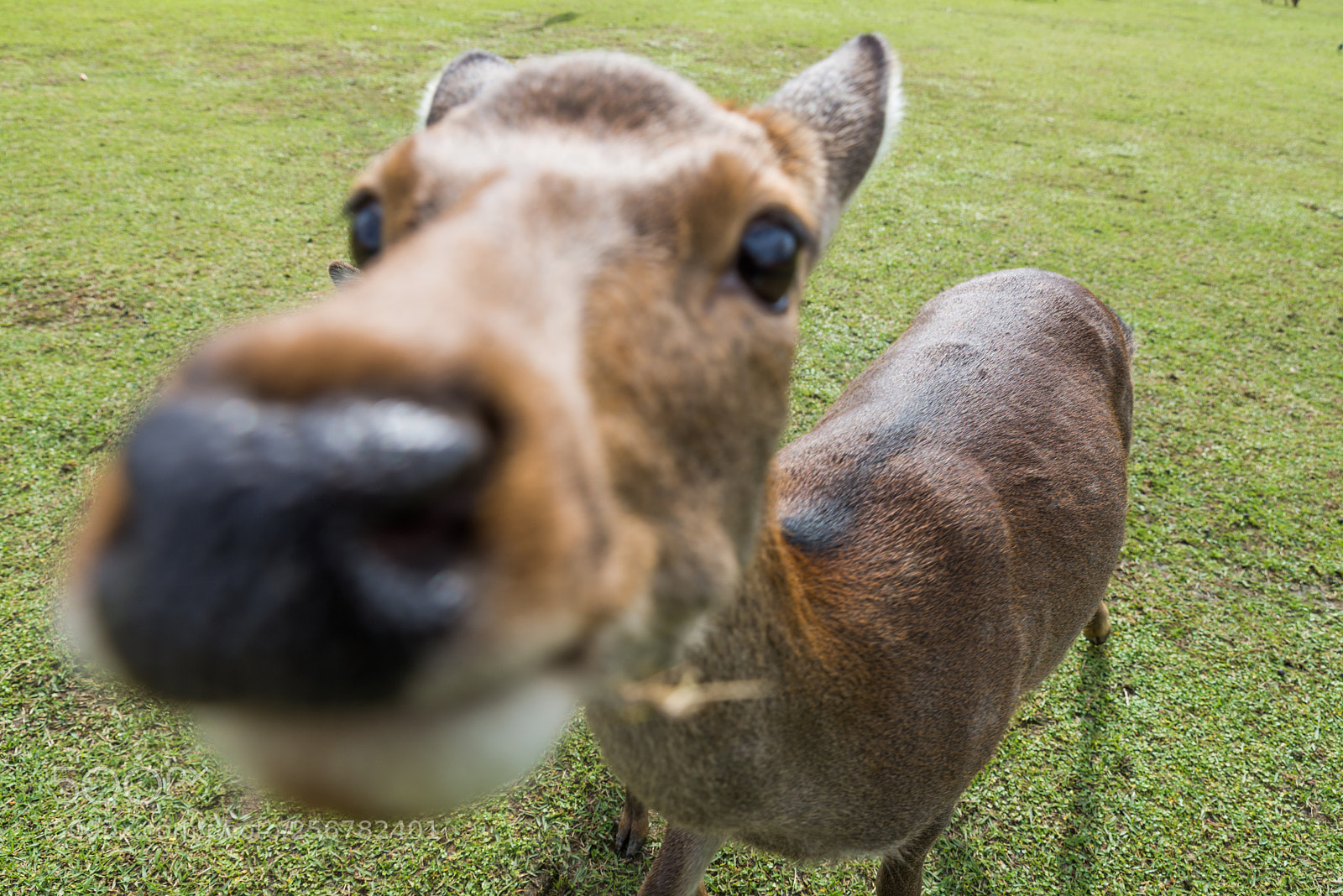Nikon D610 sample photo. Sacred sika deers nara photography