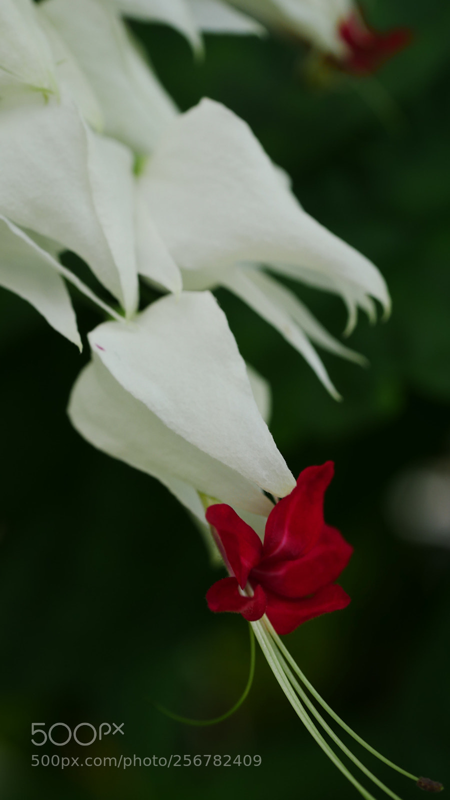 Panasonic DMC-G70 sample photo. Untitled photography