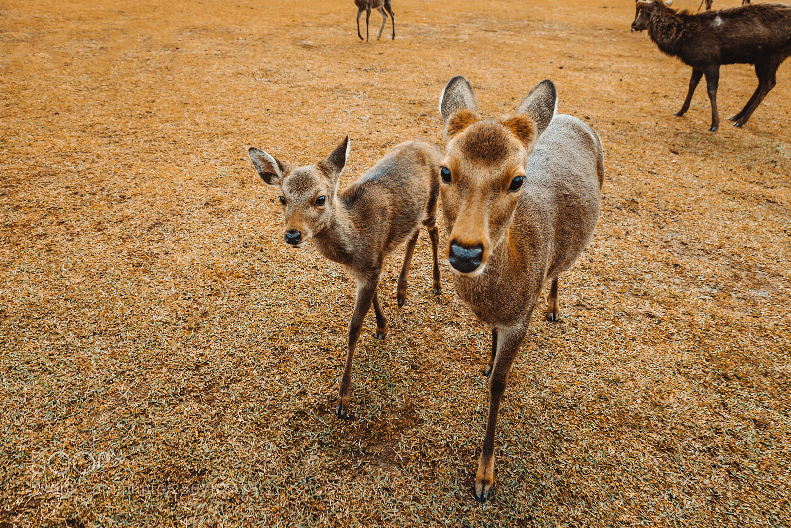Nikon D610 sample photo. Sacred sika deers nara photography