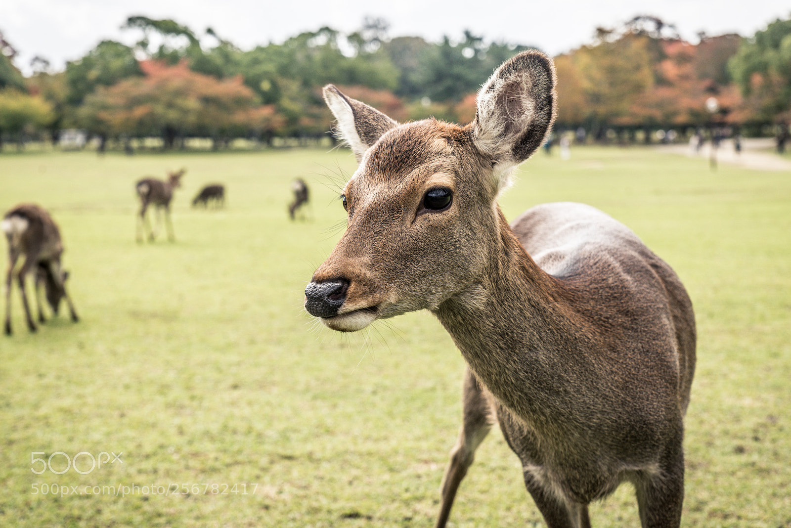 Nikon D610 sample photo. Sacred sika deers nara photography