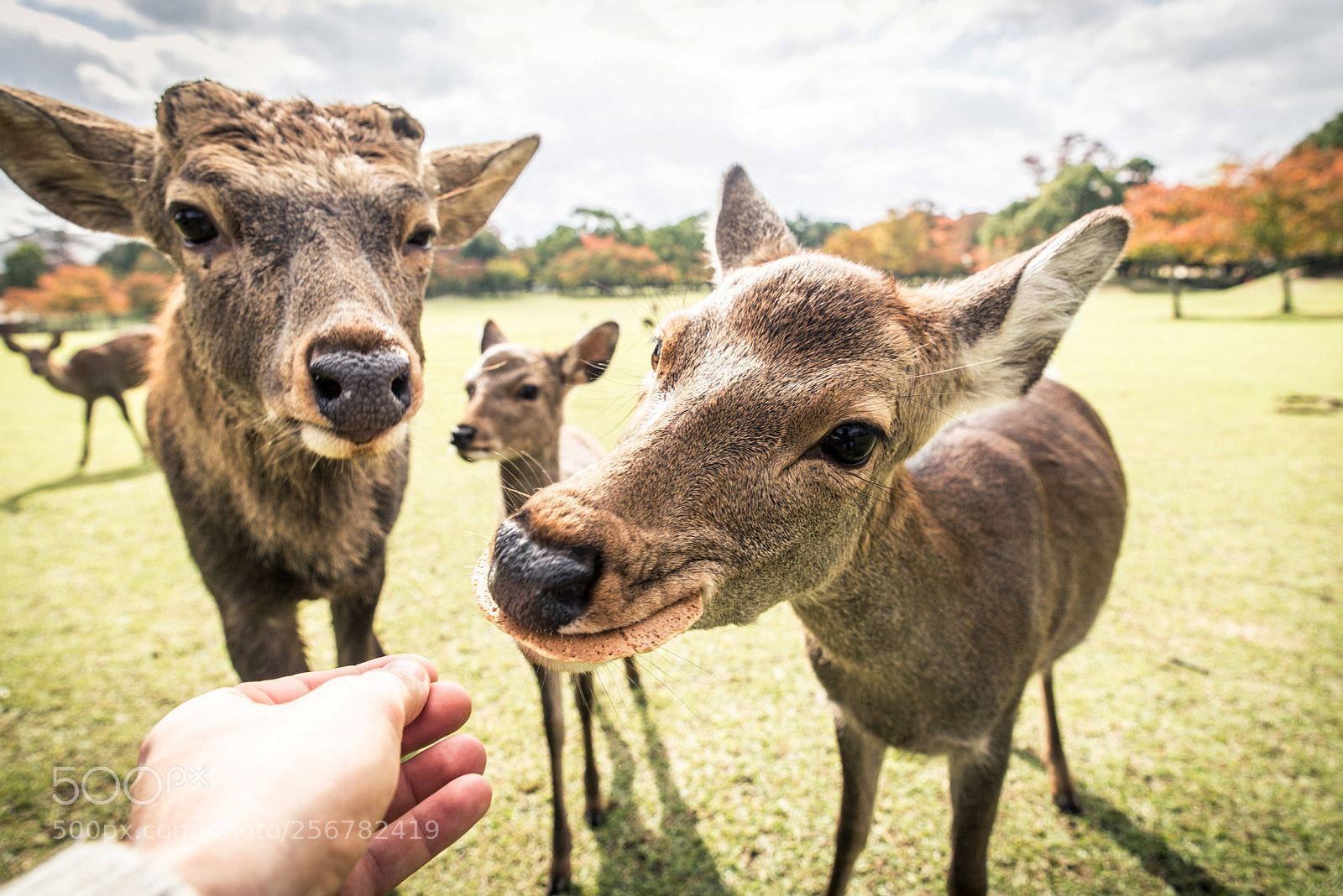 Nikon D610 sample photo. Sacred sika deers nara photography