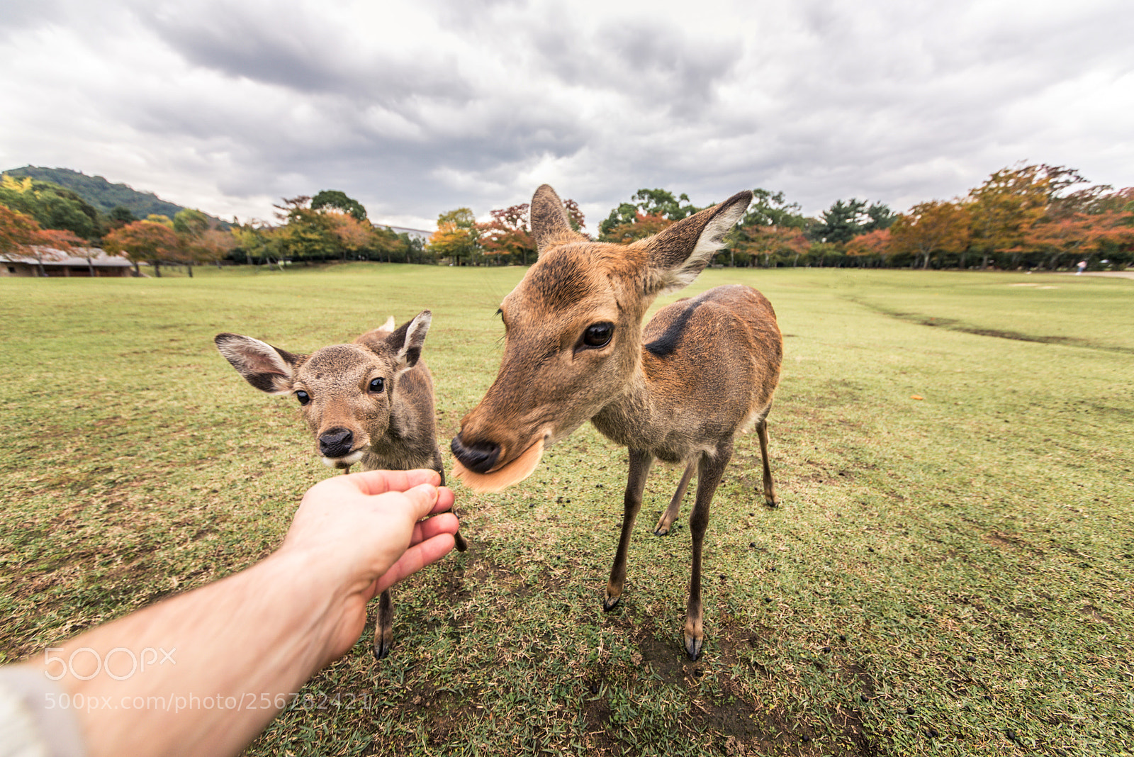 Nikon D610 sample photo. Sacred sika deers nara photography