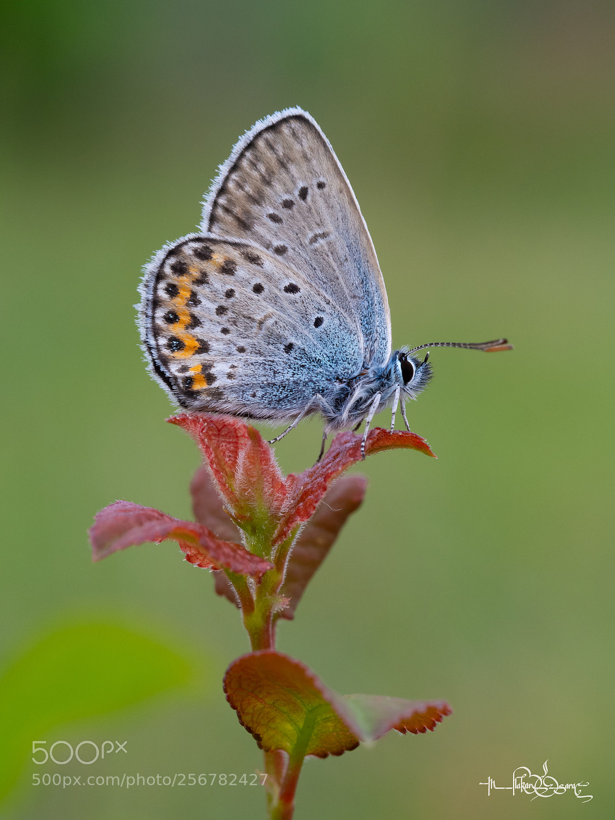 Olympus OM-D E-M10 II sample photo. Blue beauty photography