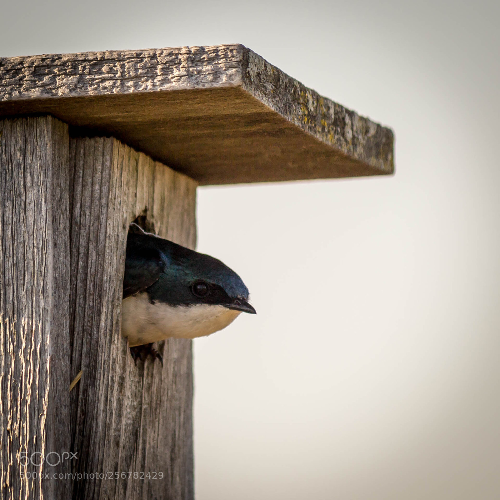 Canon EOS M10 sample photo. Barn swallow photography