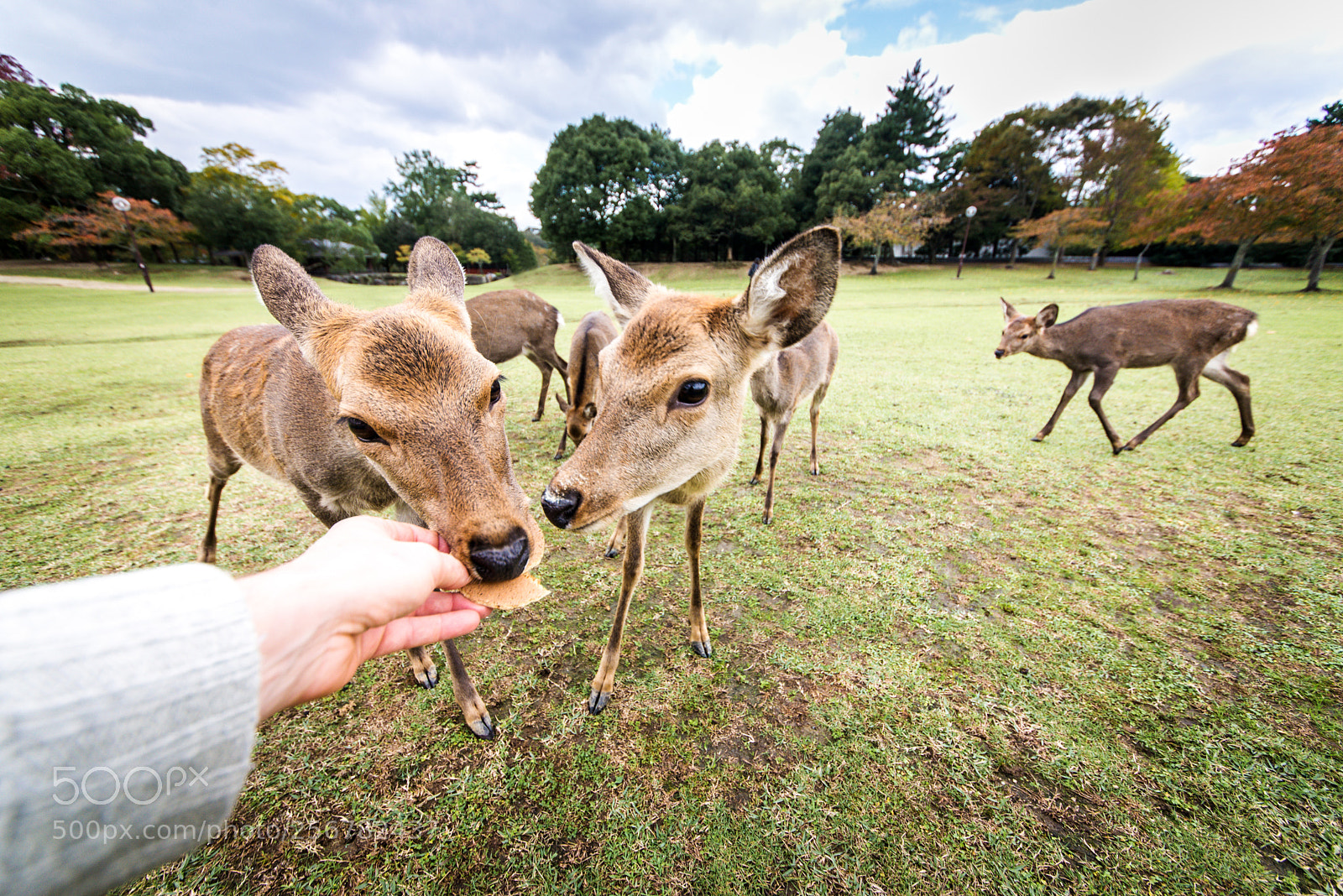 Nikon D610 sample photo. Sacred sika deers nara photography