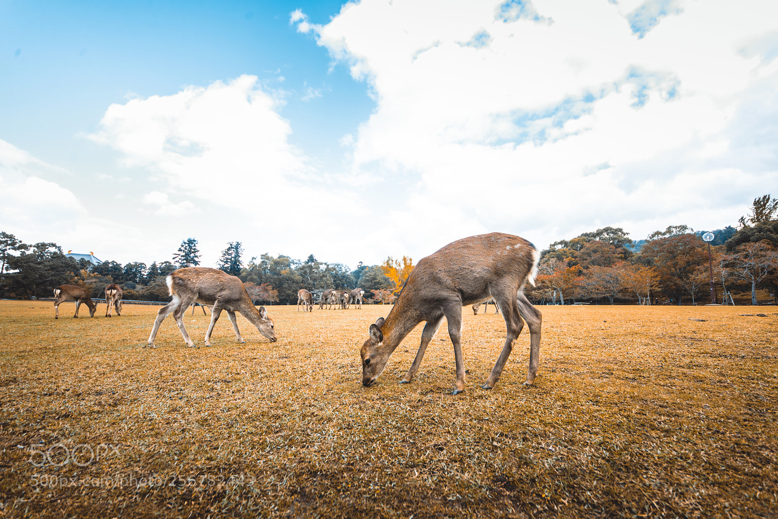 Nikon D610 sample photo. Sacred sika deers nara photography