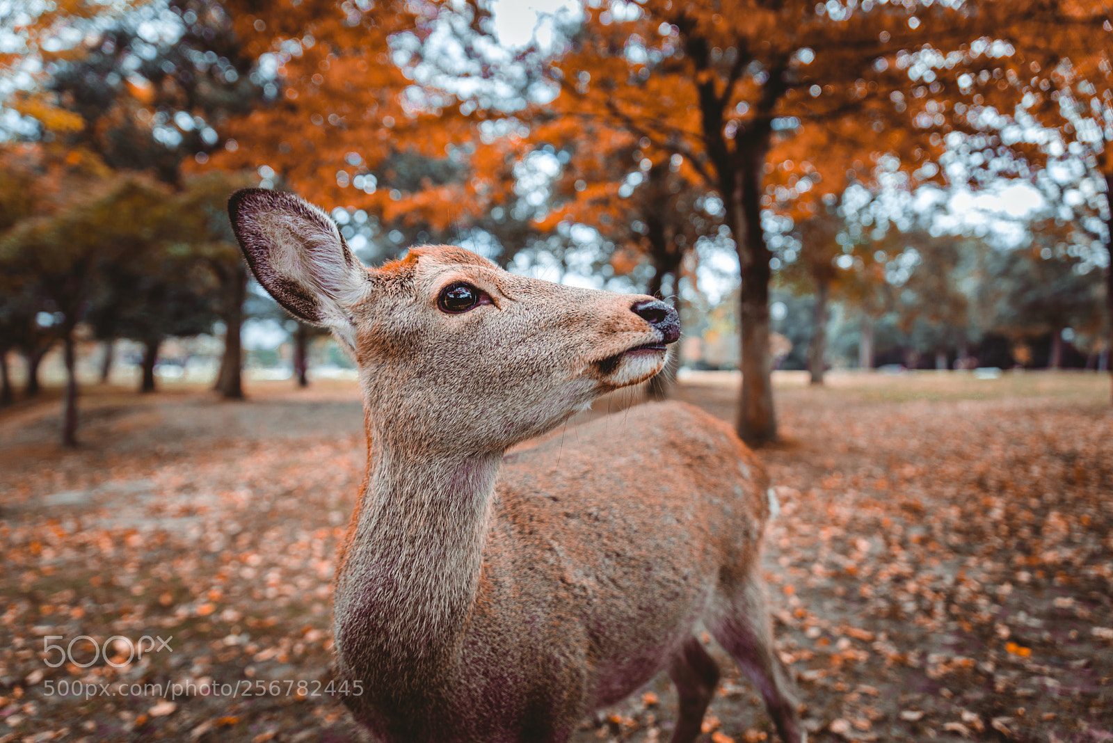 Nikon D610 sample photo. Sacred sika deers nara photography