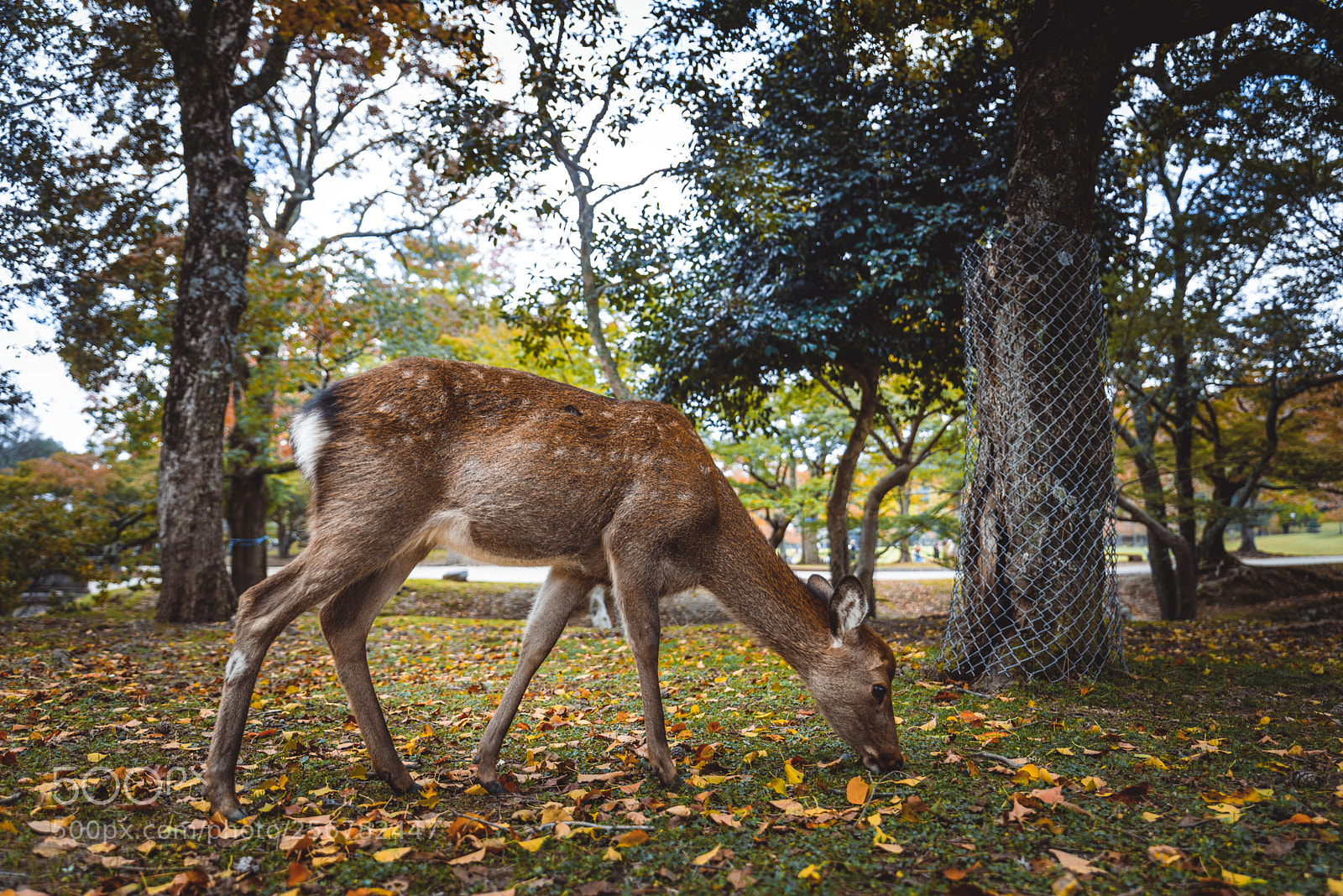 Nikon D610 sample photo. Sacred sika deers nara photography