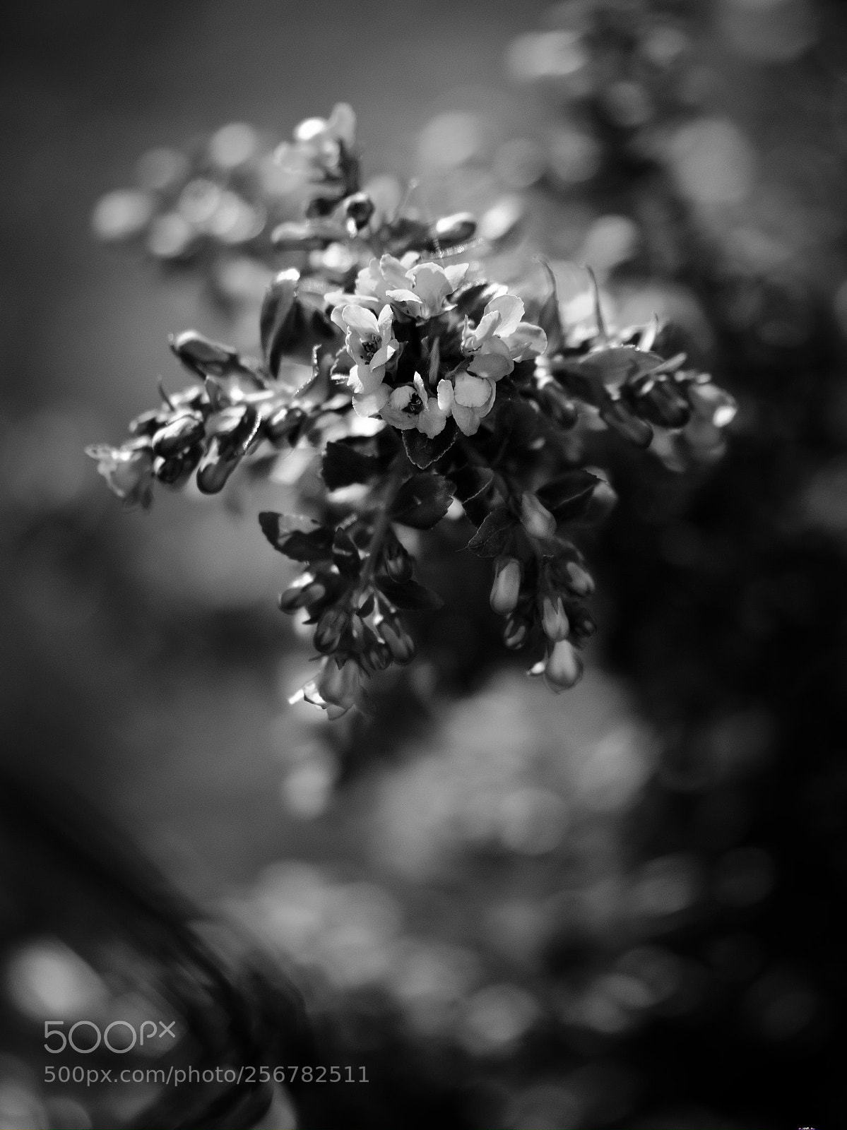 Panasonic Lumix DC-GH5 sample photo. Le printemps dans la photography
