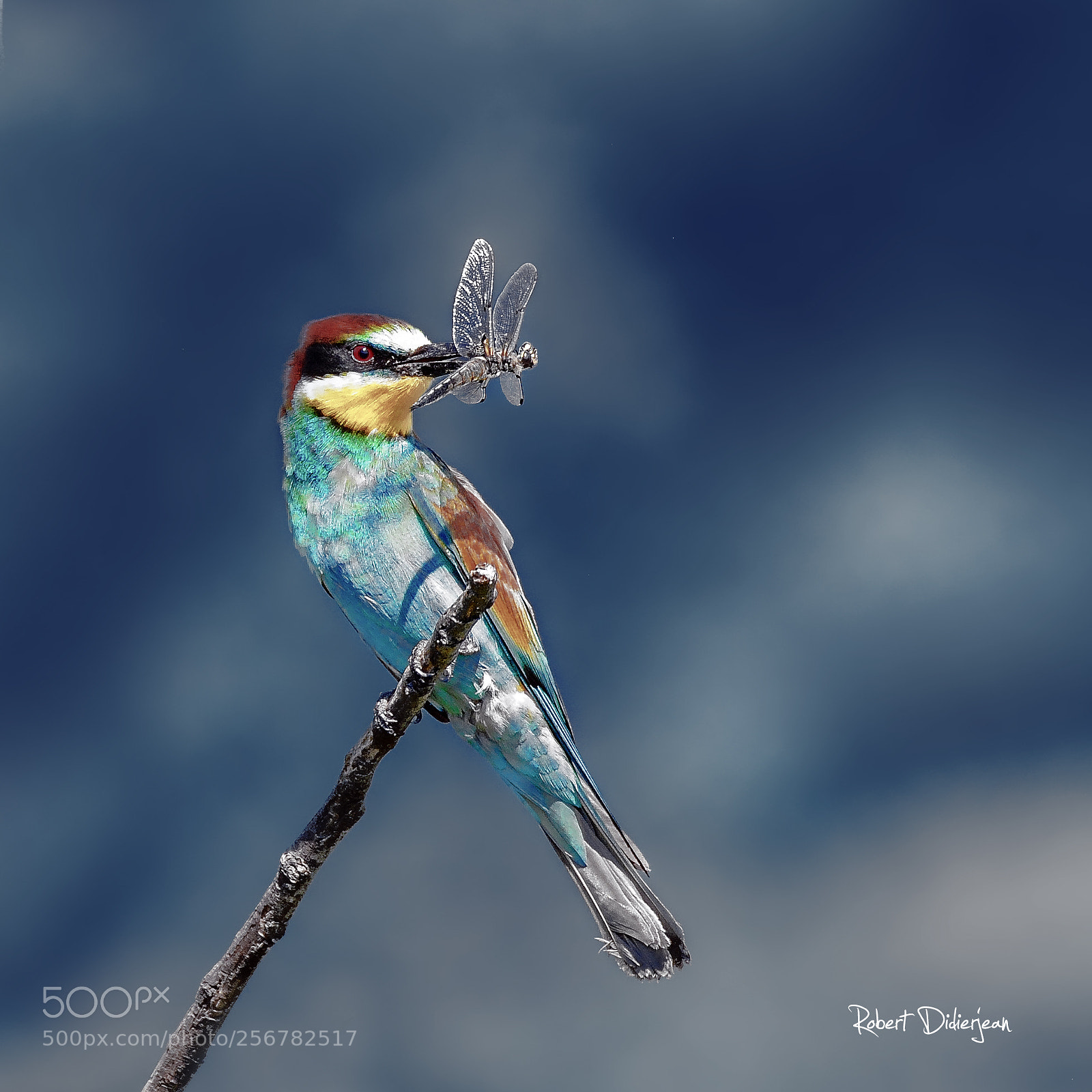 Nikon D5200 sample photo. European bee eater photography