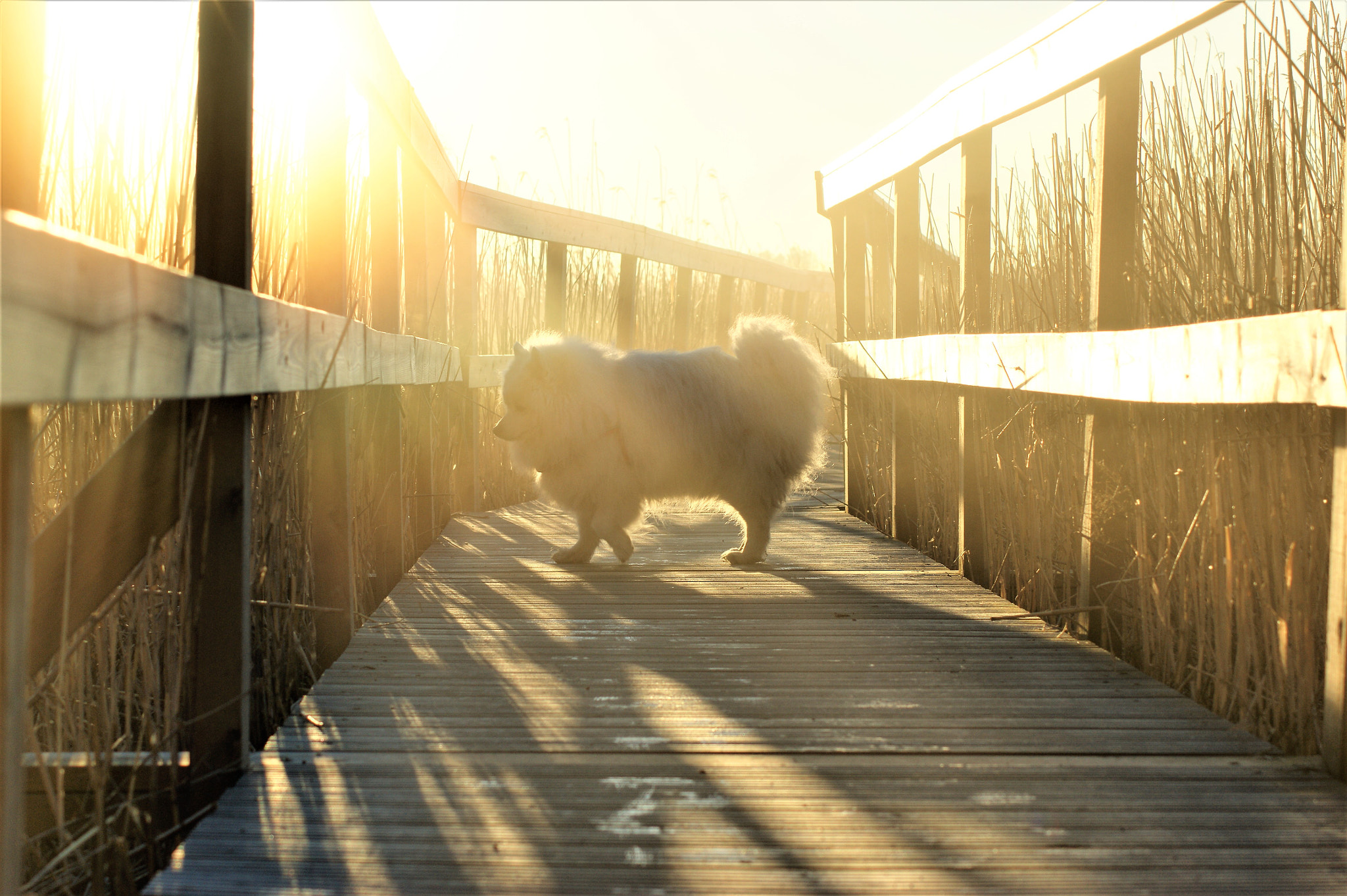 Sony Alpha DSLR-A350 + Tamron Lens (255) sample photo. Walking trail photography