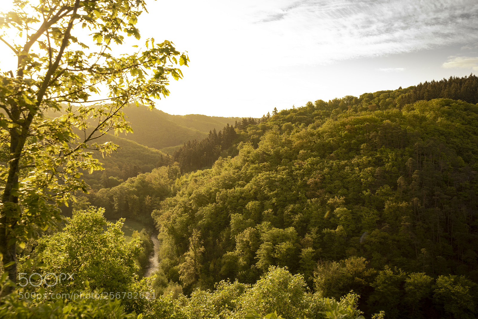 Nikon D750 sample photo. Eltzer wald photography
