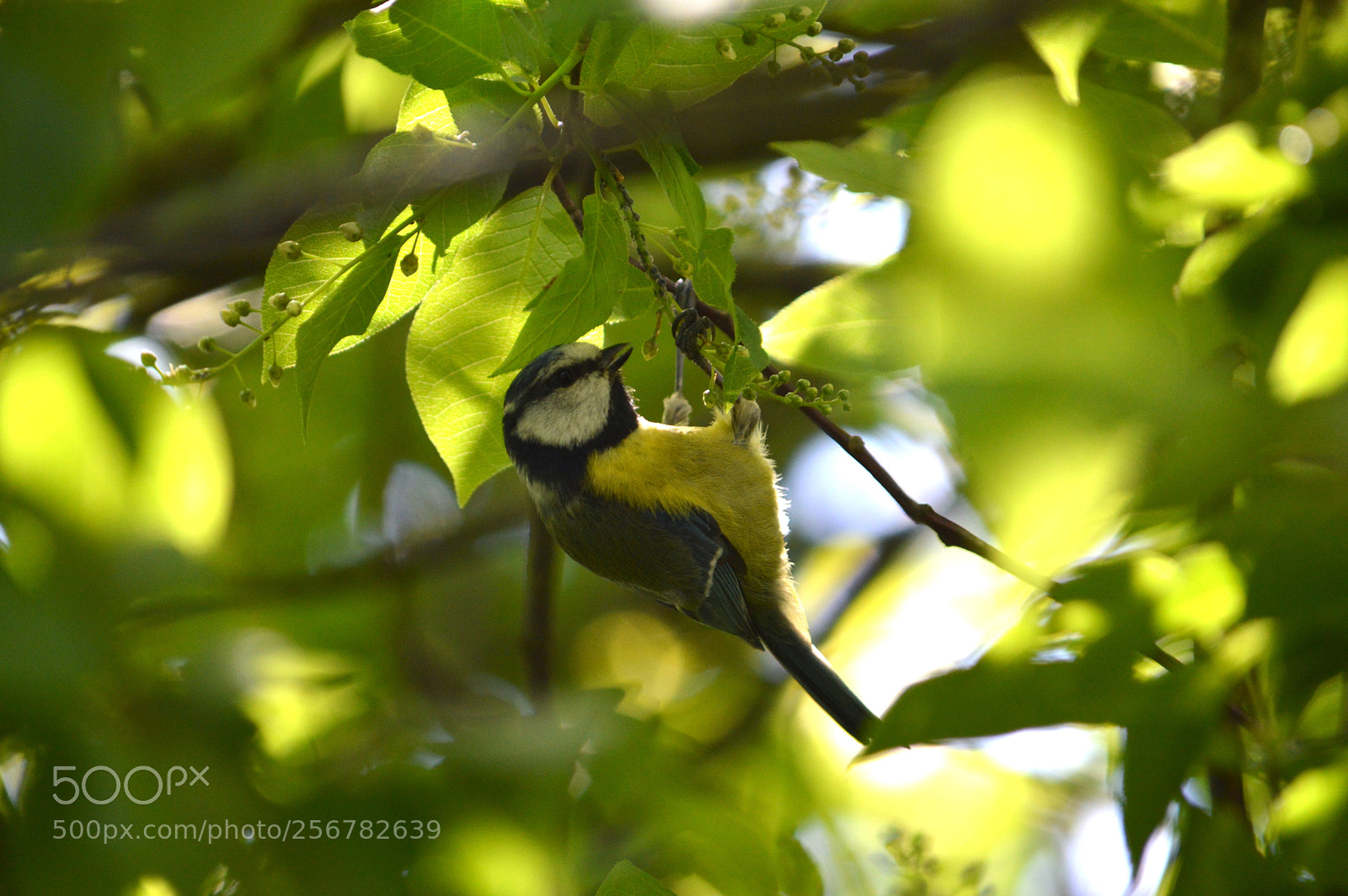 Nikon D3200 sample photo. Blue tit photography