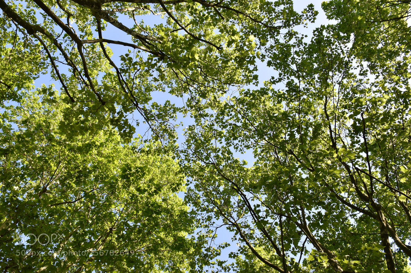 Nikon D5600 sample photo. Green & blue photography