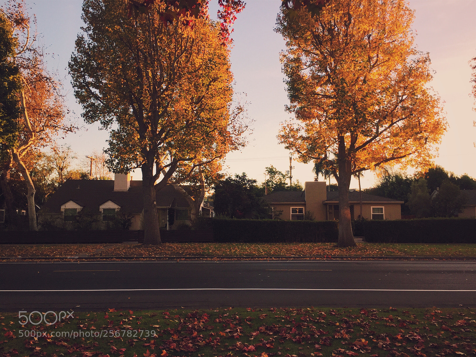 Apple iPhone 6 sample photo. Fall photography