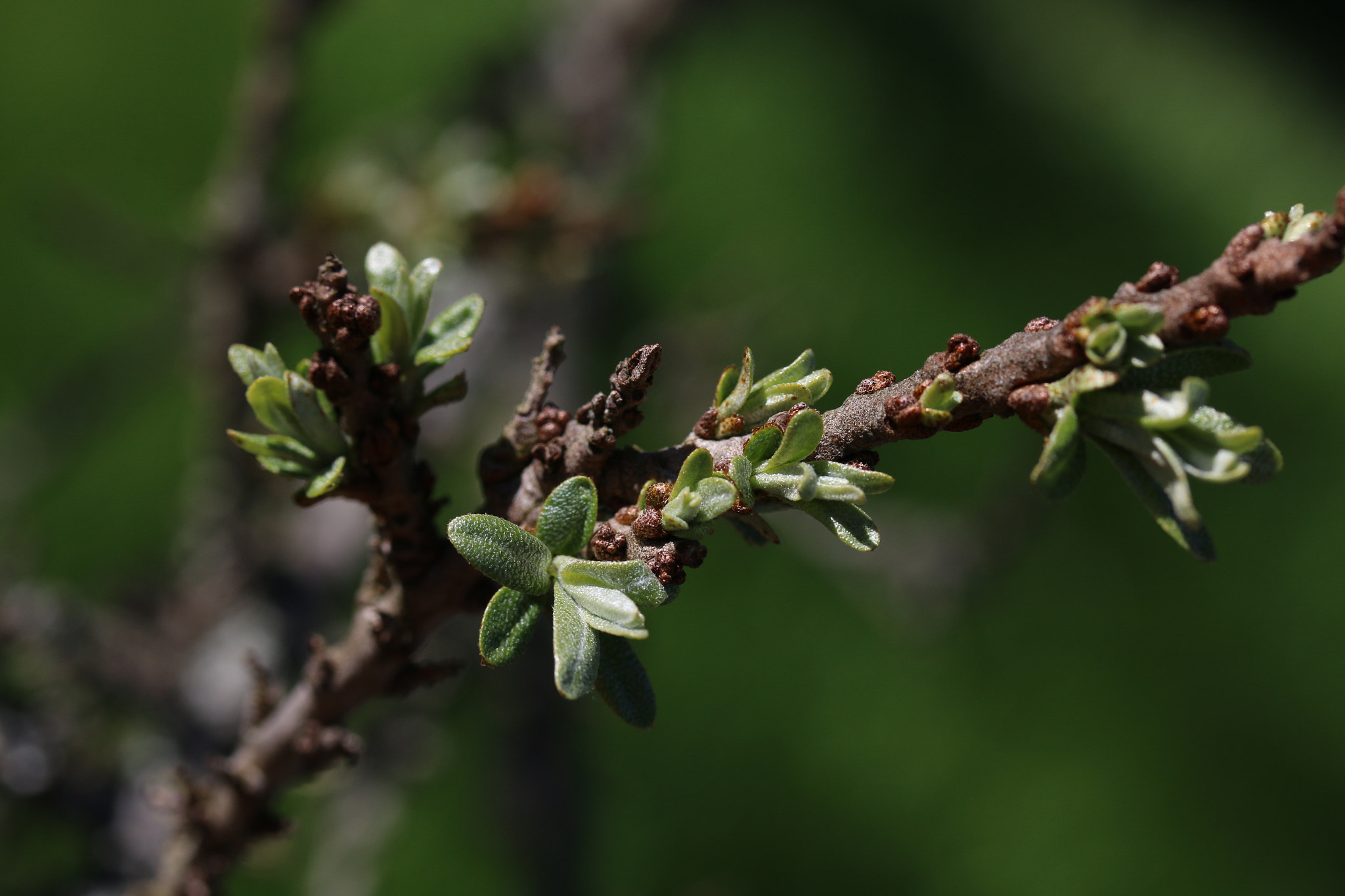 Canon EF-S 60mm F2.8 Macro USM sample photo