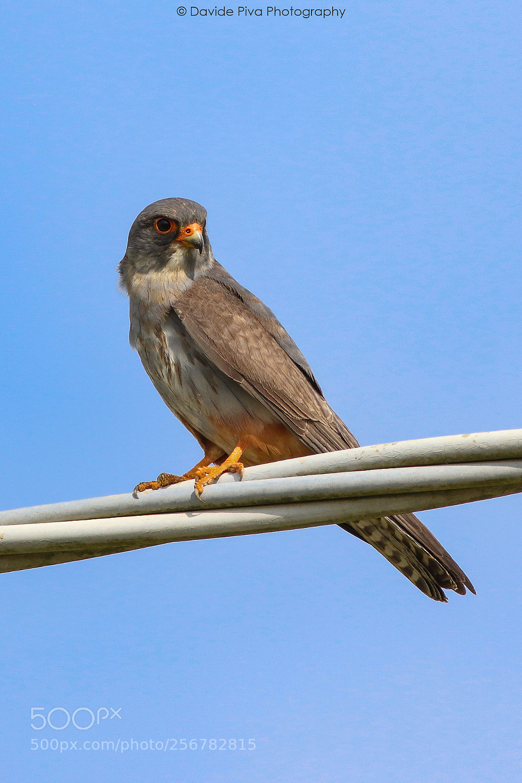 Canon EOS 7D Mark II sample photo. Hawk photography