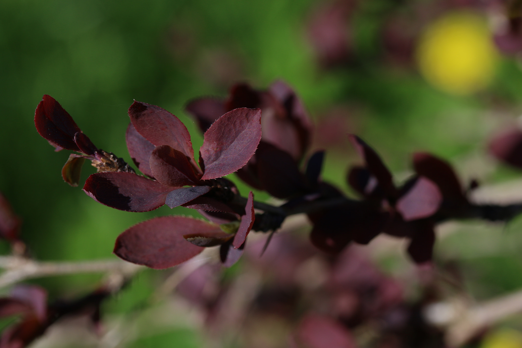 Canon EF-S 60mm F2.8 Macro USM sample photo