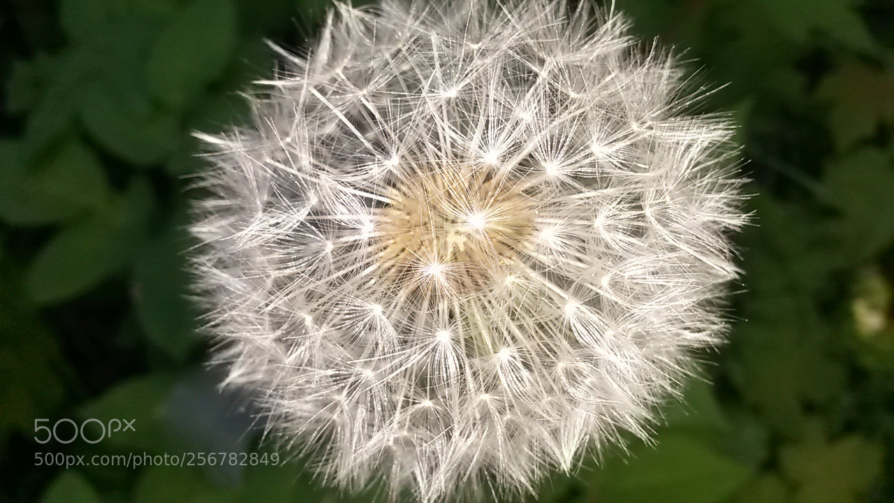 Samsung Galaxy S4 Mini sample photo. Untitled photography