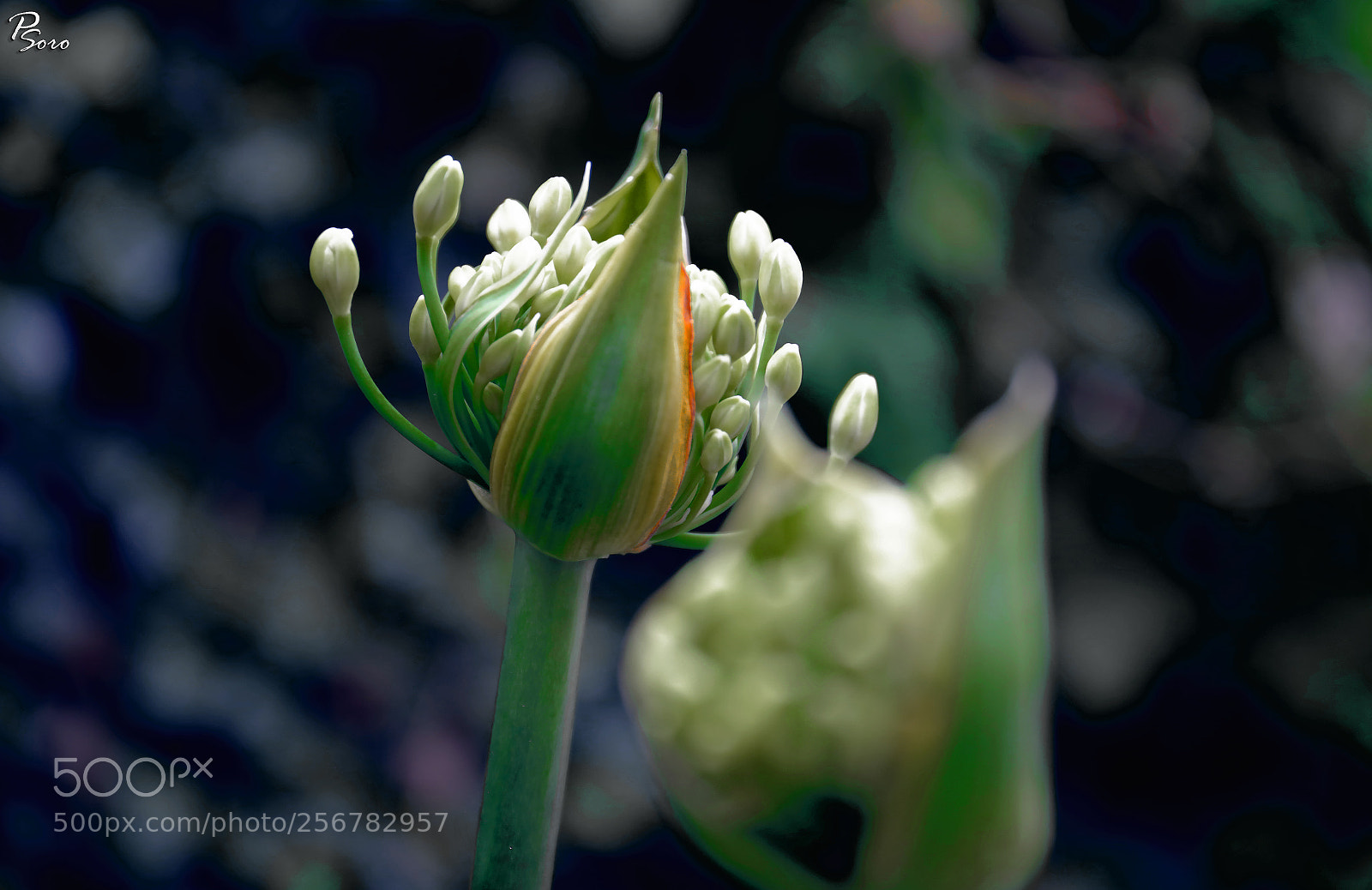 Canon EOS 6D sample photo. Just a beautiful flower ... photography