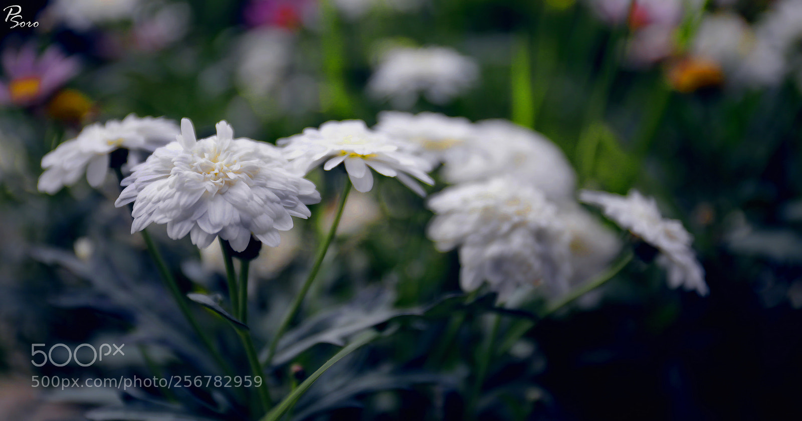 Canon EOS 6D sample photo. Amazing flowers ... photography
