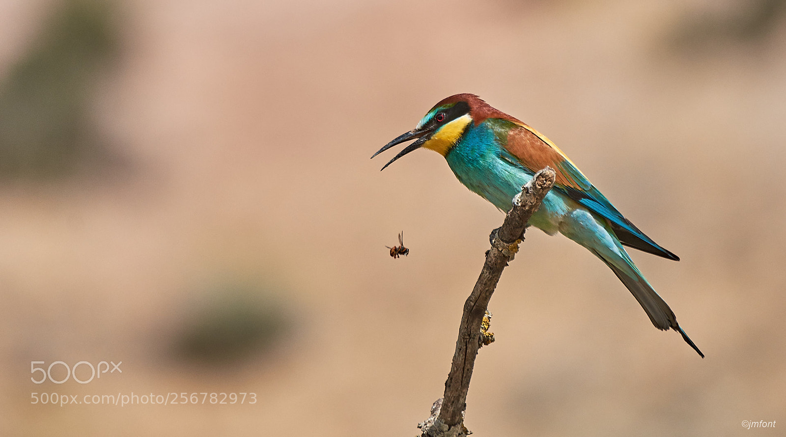 Nikon D7200 sample photo. Merops apiaster photography