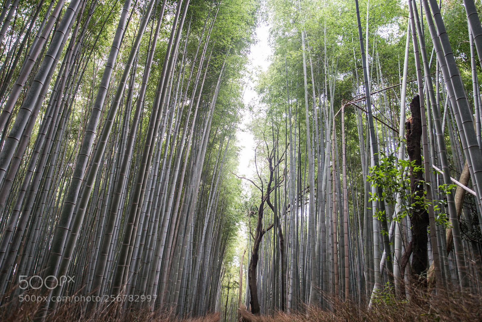 Nikon D610 sample photo. Beautiful arashiyama bamboo forest photography