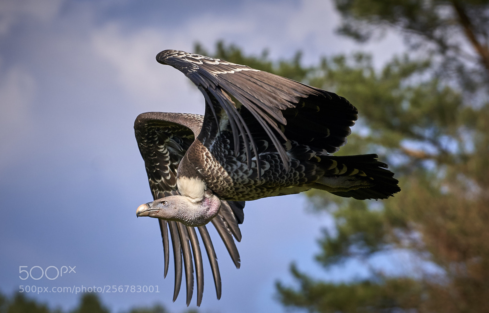 Sony a7R III sample photo. Geier / bird of prey photography