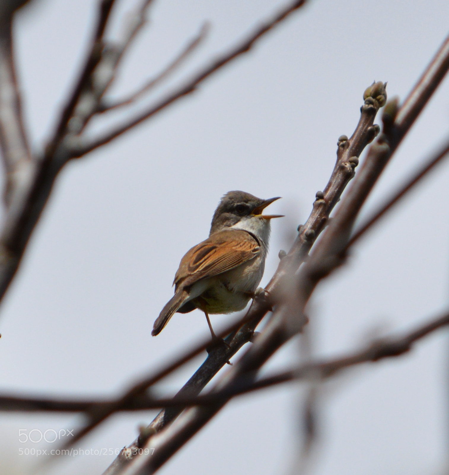 Nikon D3200 sample photo. Whitethroat photography