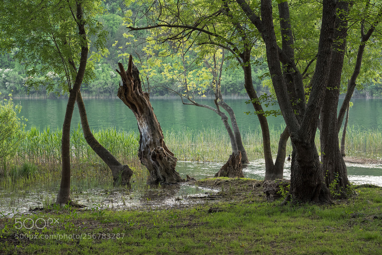 Nikon D810 sample photo. Ples photography