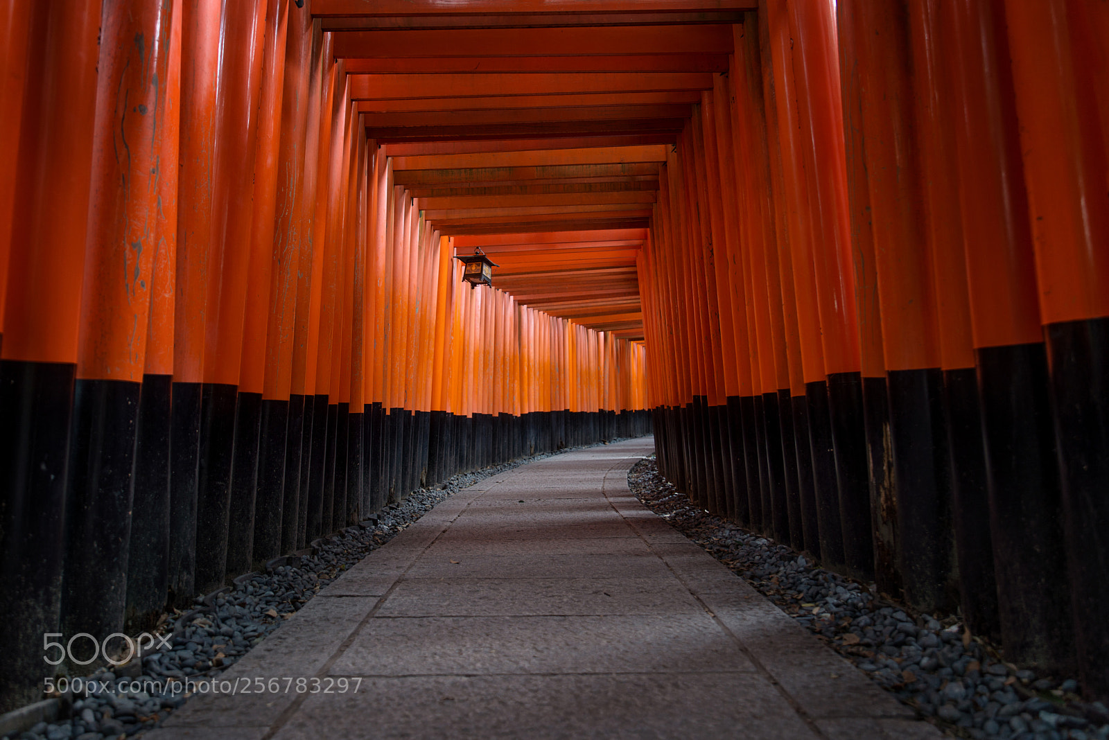 Nikon D610 sample photo. Red torii of fushimi photography