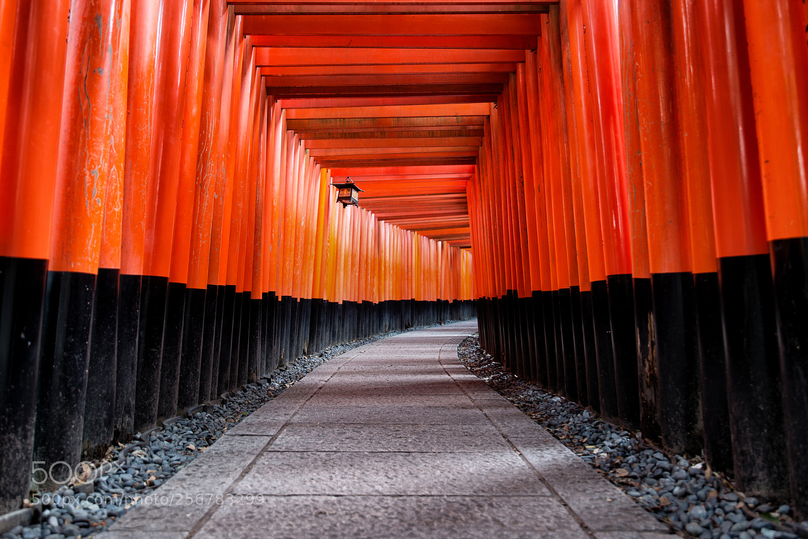 Nikon D610 sample photo. Red torii of fushimi photography