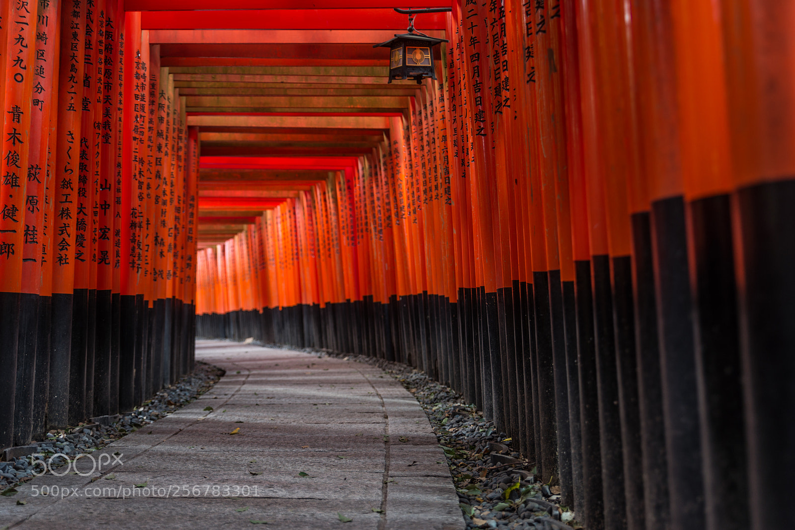 Nikon D610 sample photo. Red torii of fushimi photography