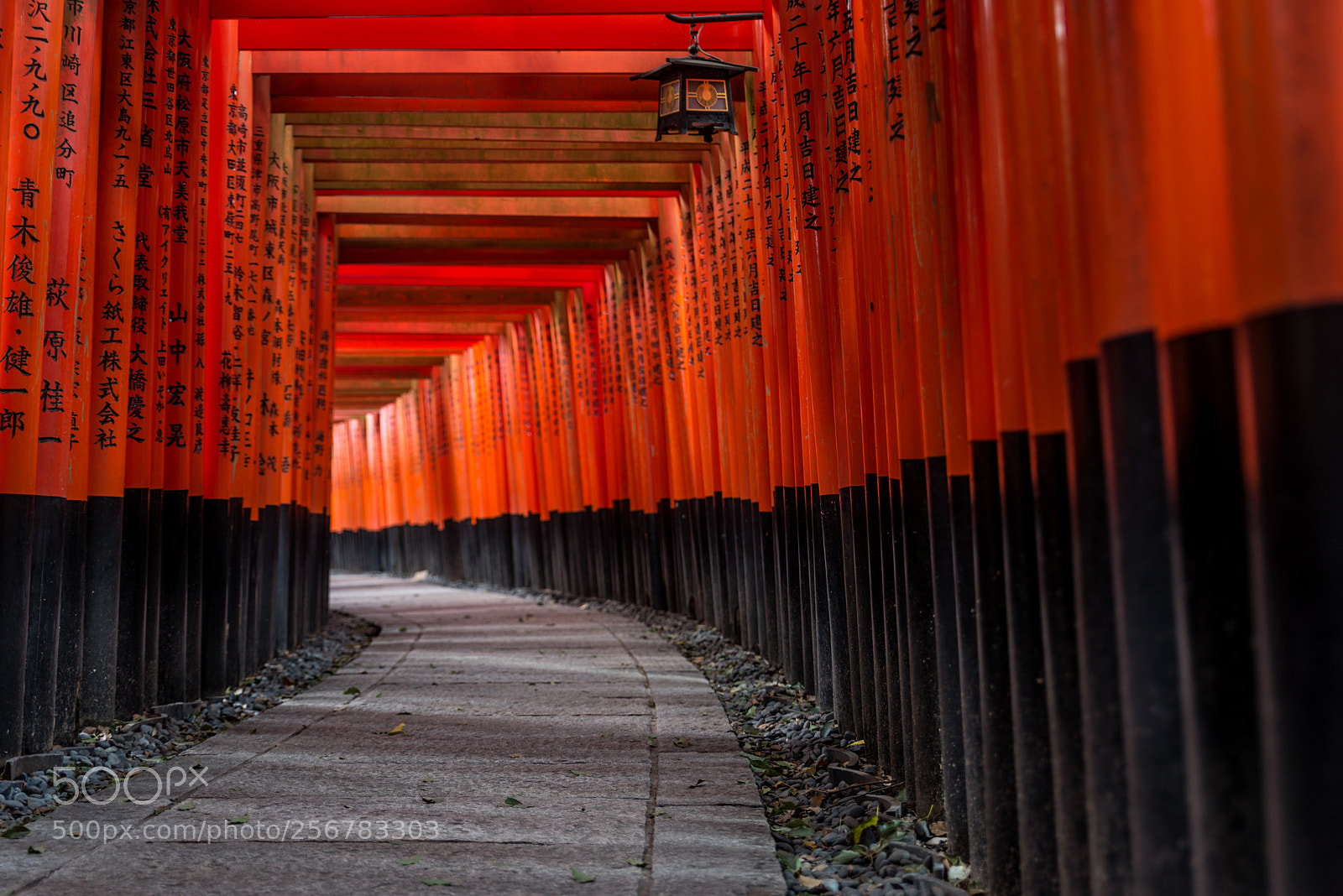 Nikon D610 sample photo. Red torii of fushimi photography