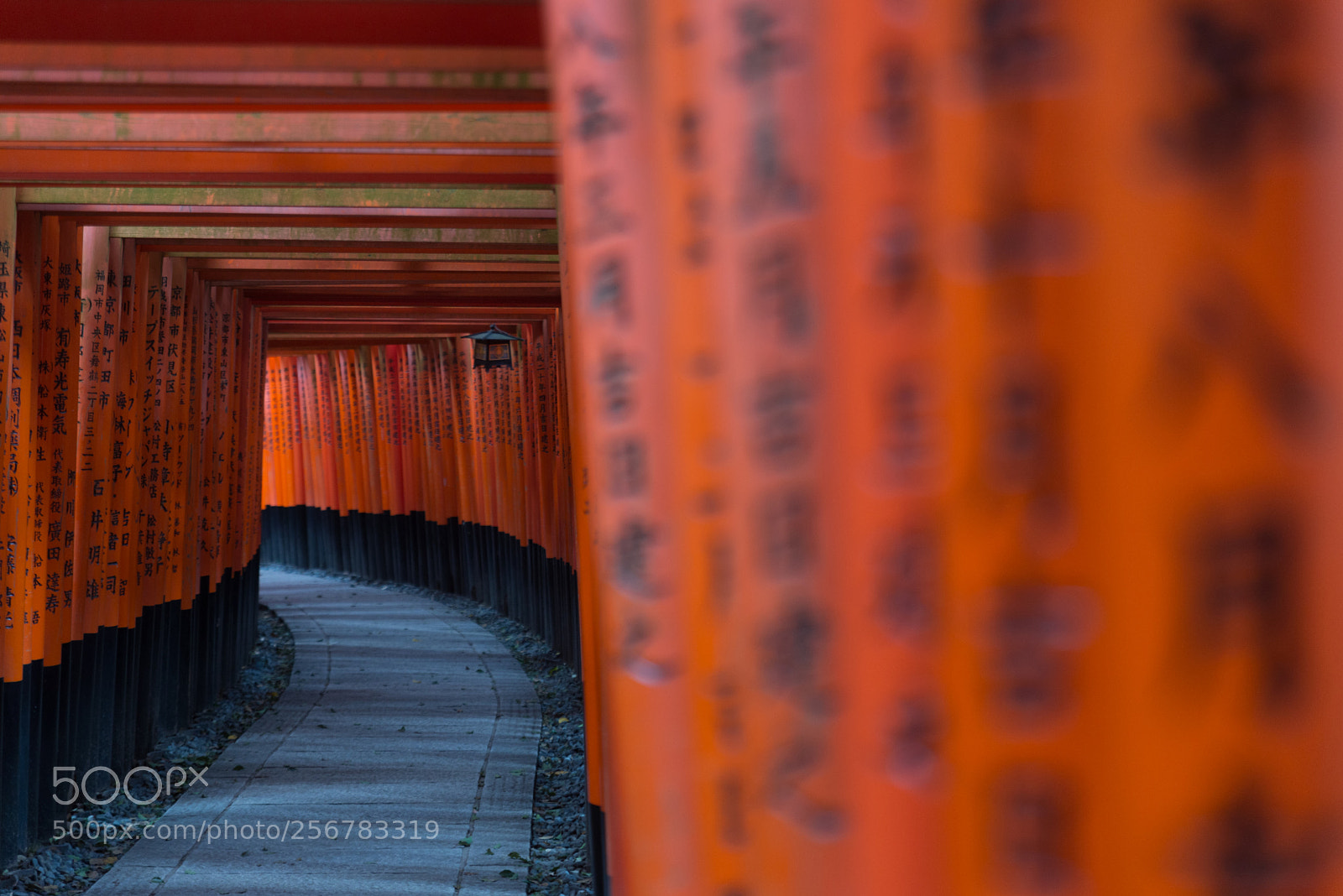 Nikon D610 sample photo. Red torii of fushimi photography