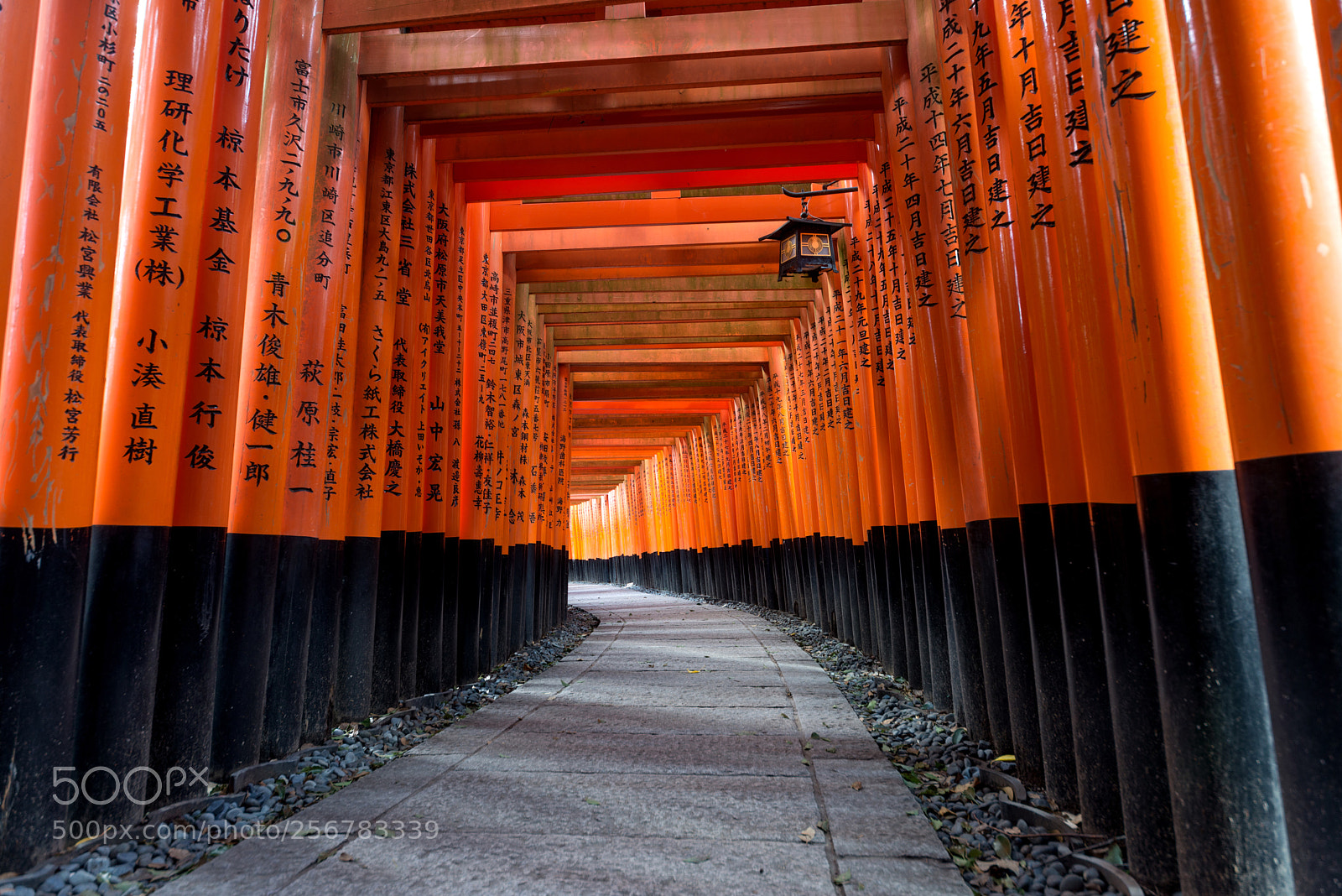 Nikon D610 sample photo. Red torii of fushimi photography