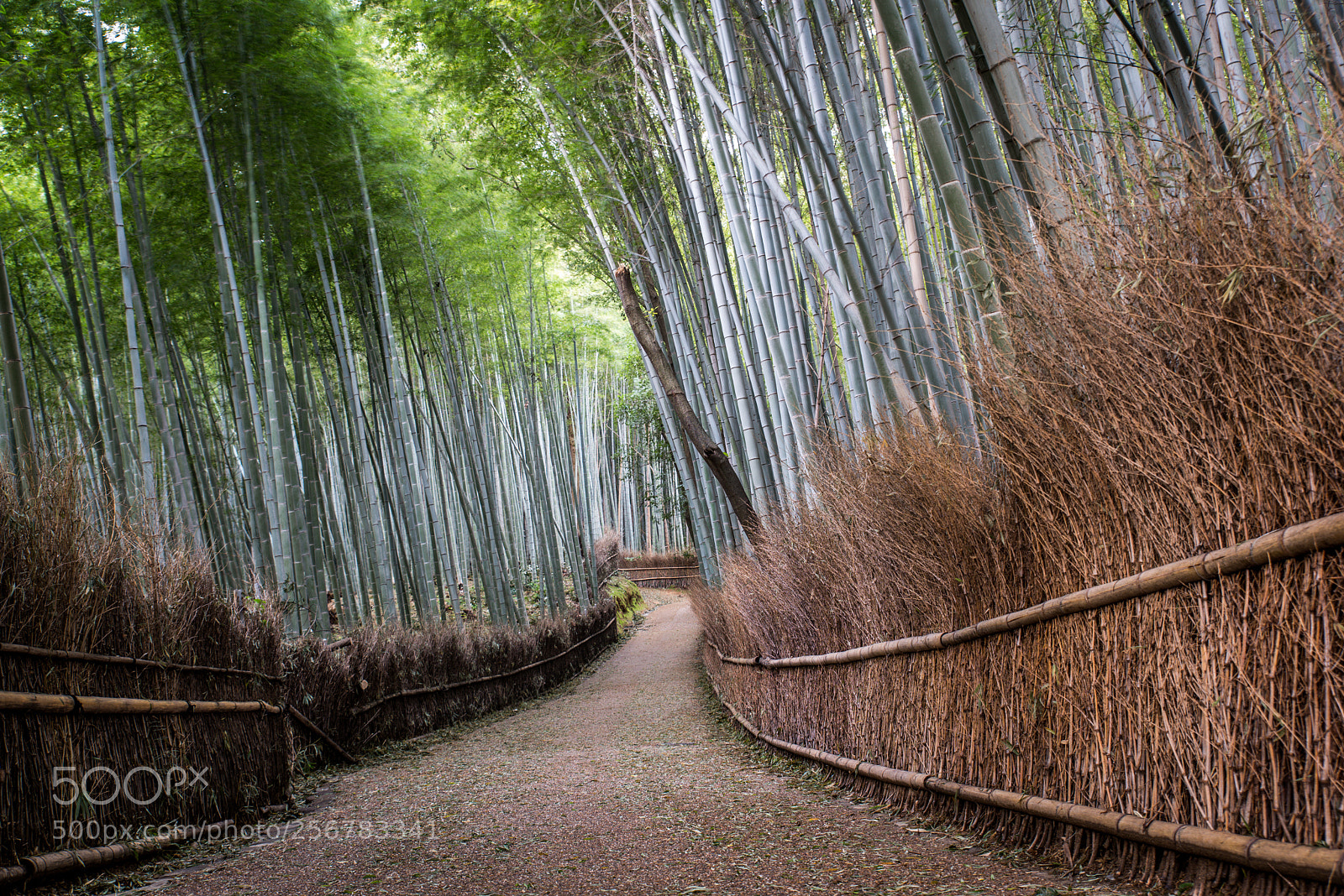 Nikon D610 sample photo. Beautiful arashiyama bamboo forest photography