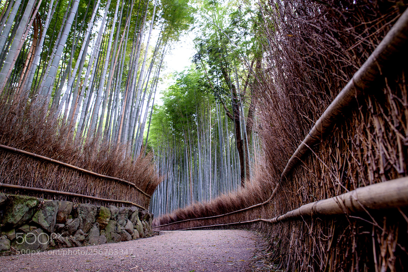 Nikon D610 sample photo. Beautiful arashiyama bamboo forest photography