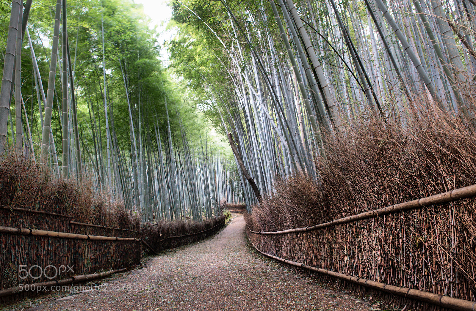 Nikon D610 sample photo. Beautiful arashiyama bamboo forest photography