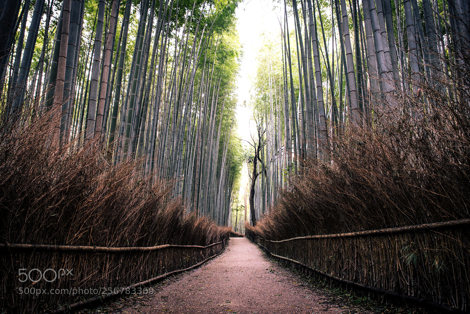 Nikon D610 sample photo. Beautiful arashiyama bamboo forest photography