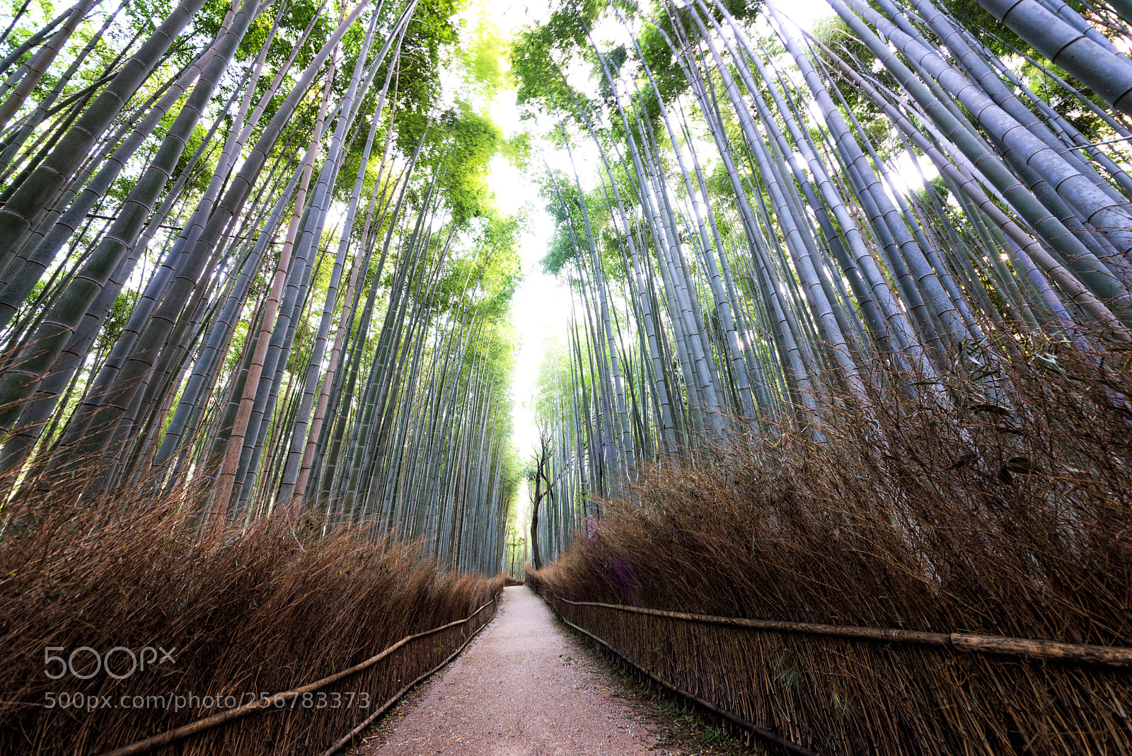 Nikon D610 sample photo. Beautiful arashiyama bamboo forest photography