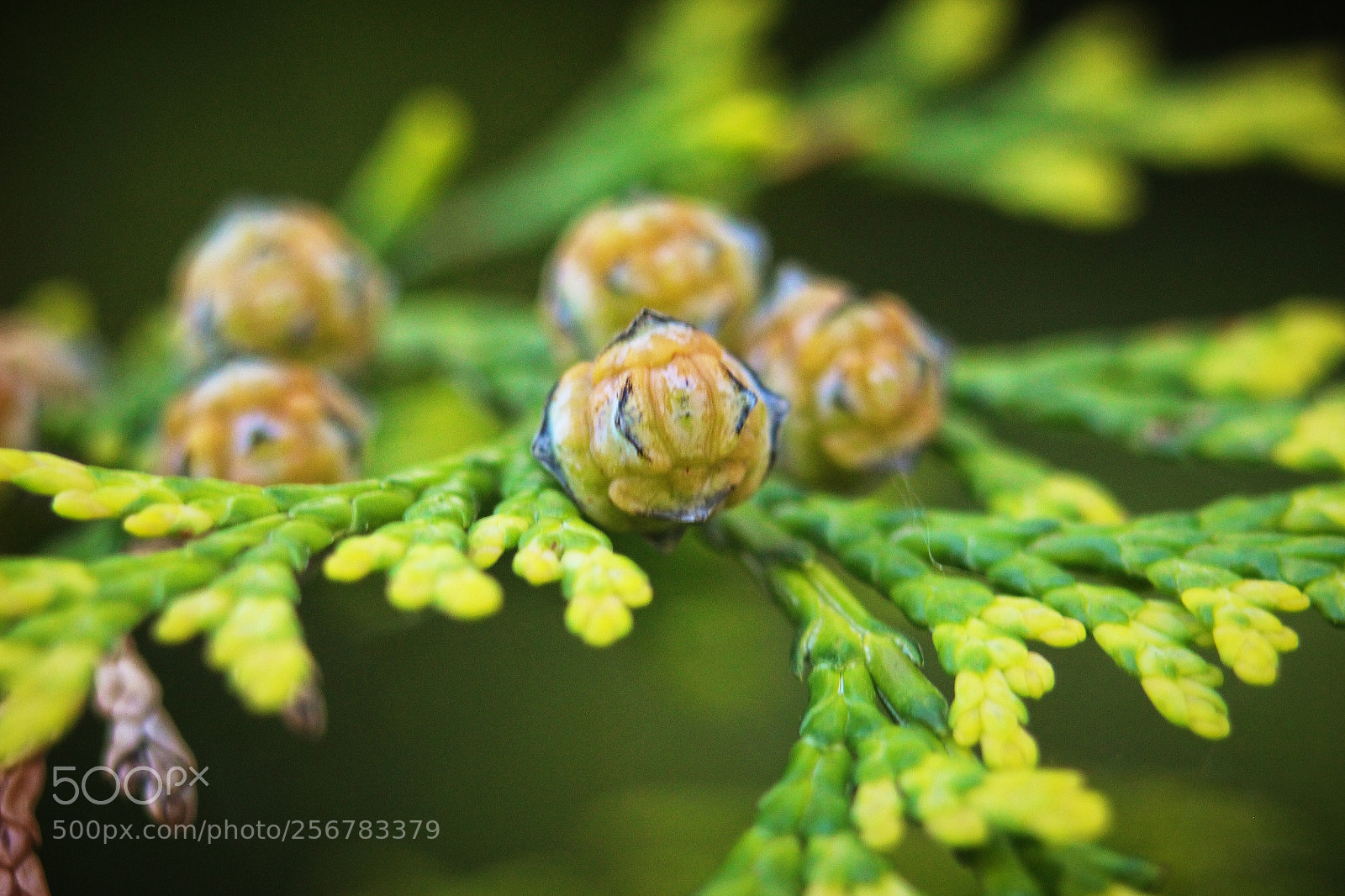 Canon EOS 700D (EOS Rebel T5i / EOS Kiss X7i) sample photo. Buds photography