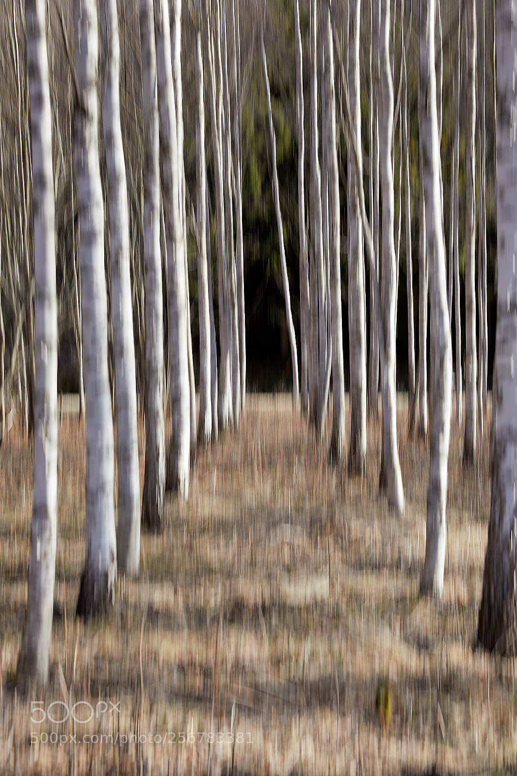 Canon EOS 5D Mark IV sample photo. Birch photography
