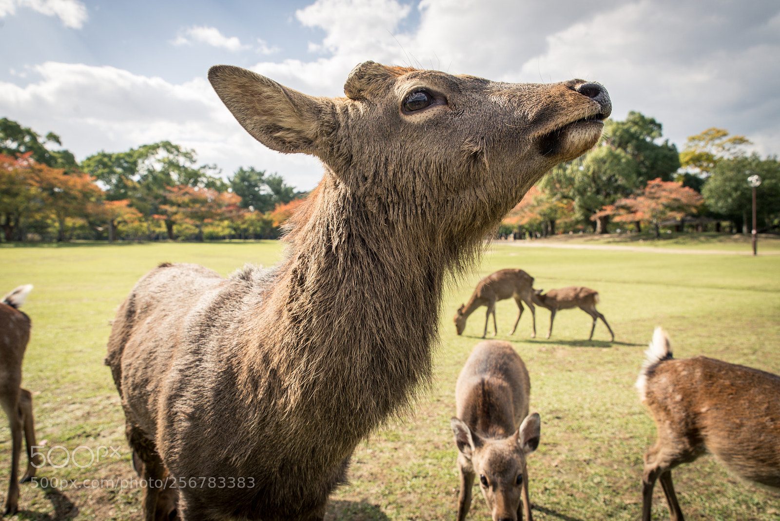 Nikon D610 sample photo. Sacred sika deers nara photography