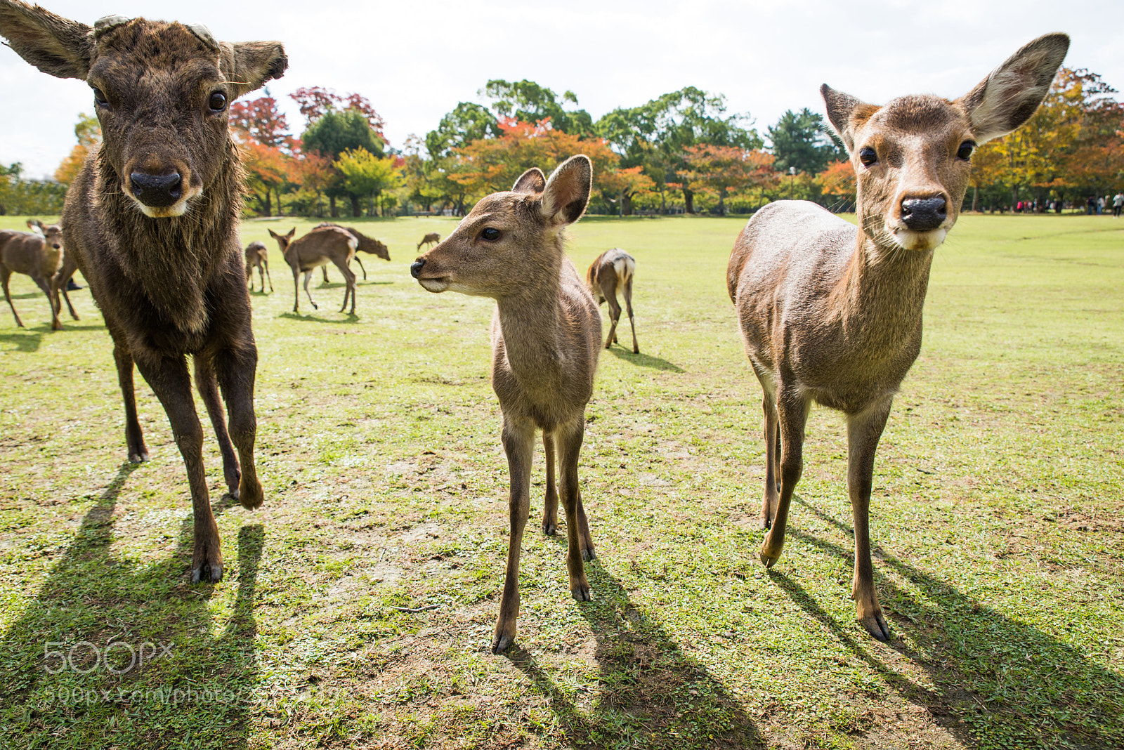 Nikon D610 sample photo. Sacred sika deers nara photography