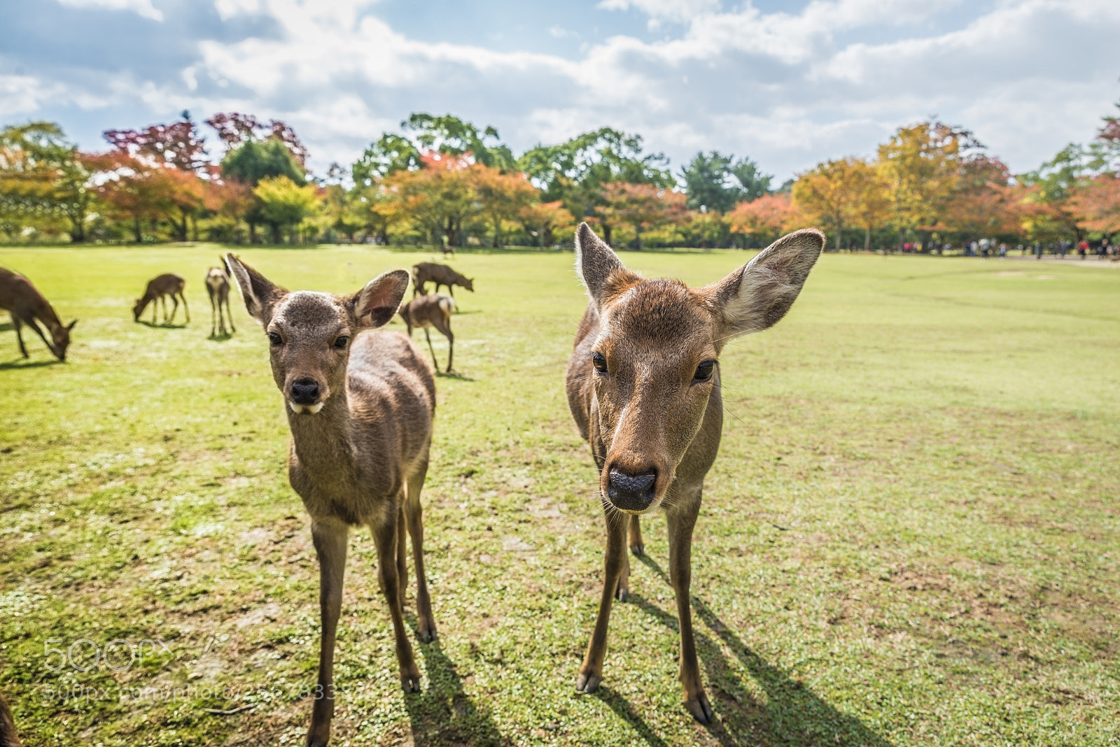 Nikon D610 sample photo. Sacred sika deers nara photography
