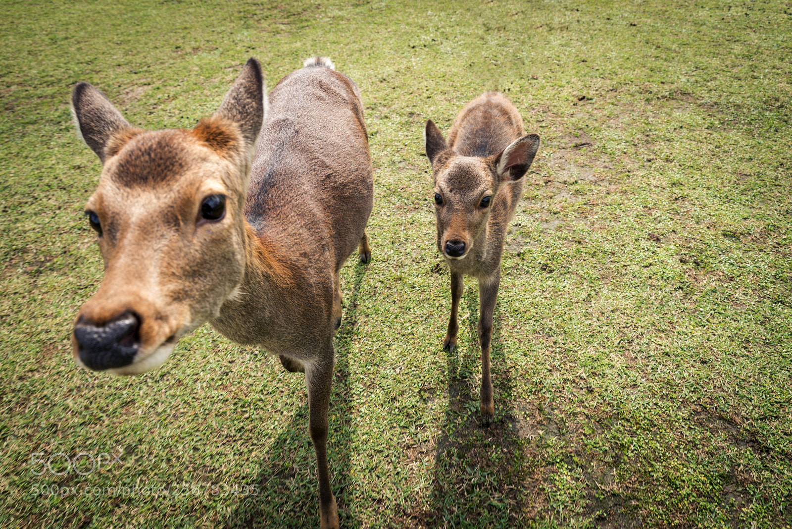Nikon D610 sample photo. Sacred sika deers nara photography