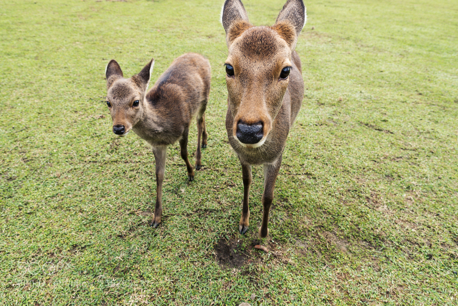Nikon D610 sample photo. Sacred sika deers nara photography