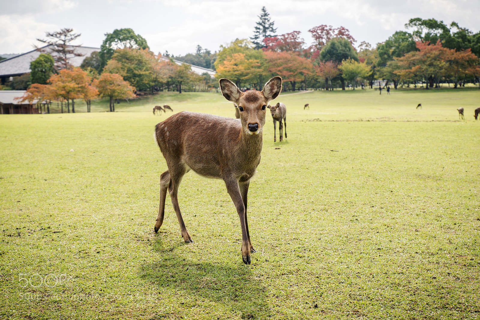 Nikon D610 sample photo. Sacred sika deers nara photography