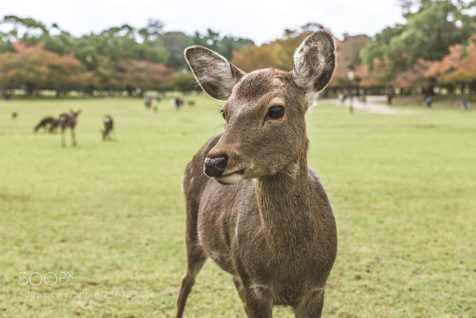 Nikon D610 sample photo. Sacred sika deers nara photography